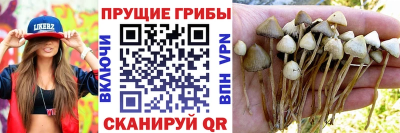 Галлюциногенные грибы прущие грибы  Купить  Нижний Новгород 